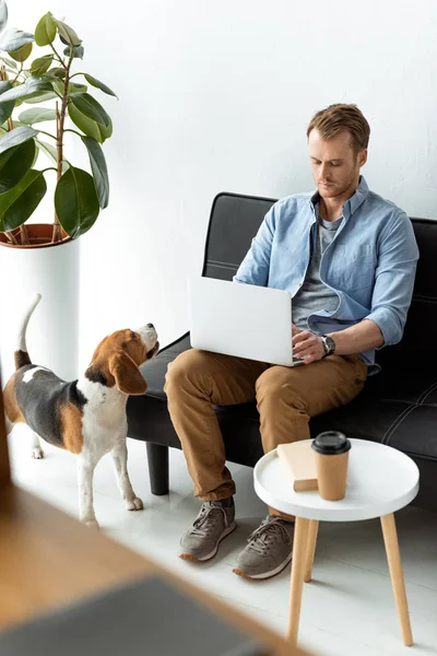 Enfoque selectivo del freelancer masculino que trabaja en el ordenador portátil, mientras que el beagle corriendo cerca de la oficina en casa - foto de stock