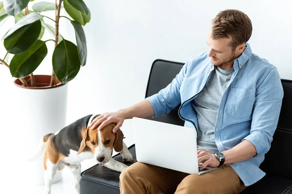 Vue grand angle du pigiste masculin avec ordinateur portable touchant beagle sur le canapé au bureau à la maison — Photo de stock