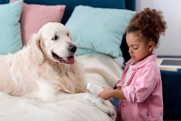 Cute african american child bandages paw dog — Stock Photo
