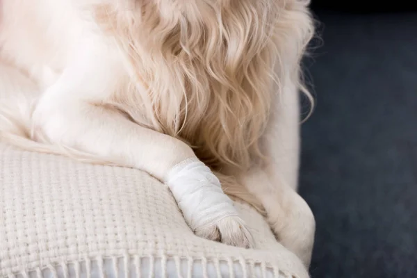 Partial view of dog with a bandaged paw — Stock Photo