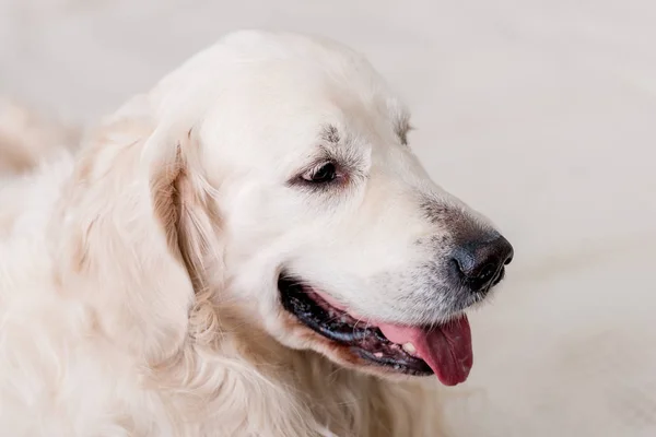 Крупним планом вид на золотошукача собаку — стокове фото