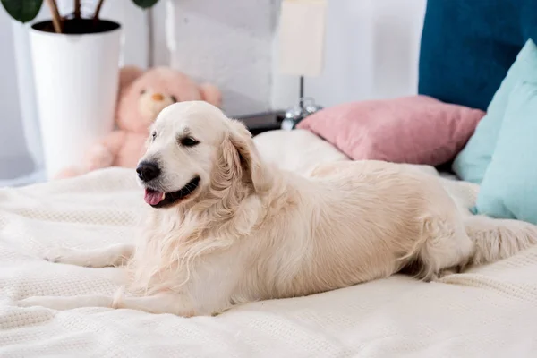 Счастливая собака лежит на кровати с голубыми и розовыми подушками — стоковое фото