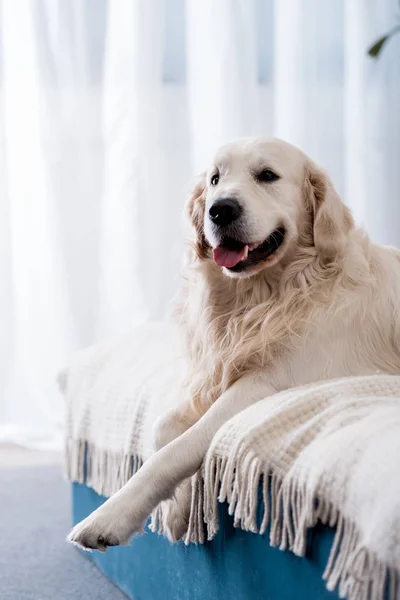 Happy dog with tongue stick out lying on bed with blue pillows — Stock Photo