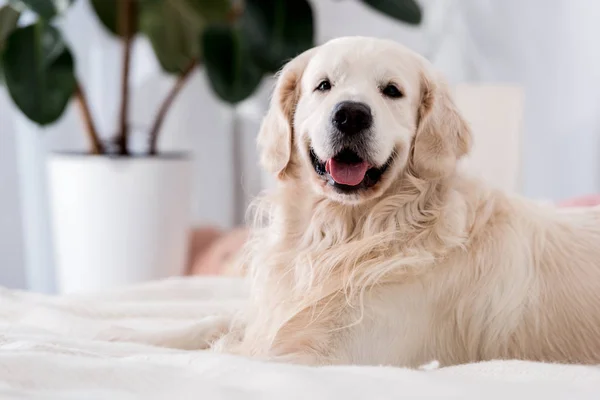 Happy dog with tongue stick out lying on bed with blue pillows — Stock Photo