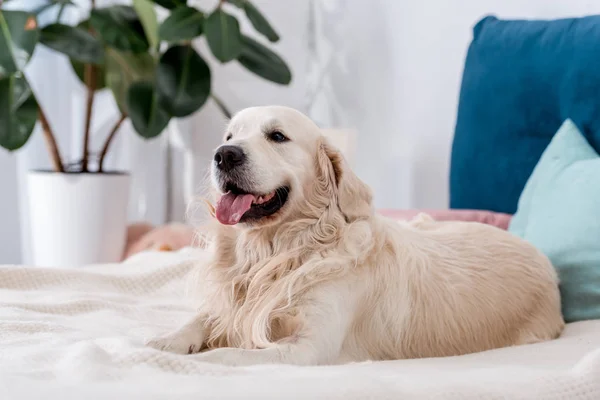 Perro feliz con la lengua sobresale acostado en la cama con almohadas azules - foto de stock