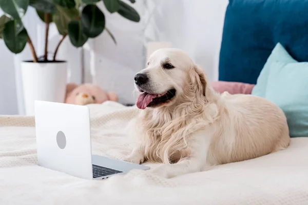 Glücklicher Hund schaut in Laptop, während er im Bett liegt — Stockfoto