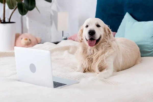 Счастливая собака с торчащим языком лежит на кровати рядом с ноутбуком — стоковое фото