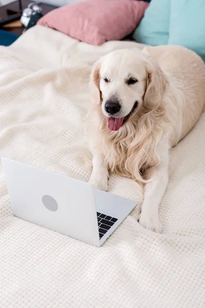 Glücklicher Hund schaut in Laptop, der mit bunten Kissen auf dem Bett liegt — Stockfoto