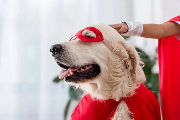 Vista parcial da mão acariciando cão golden retriever em máscara de super-herói vermelho — Fotografia de Stock