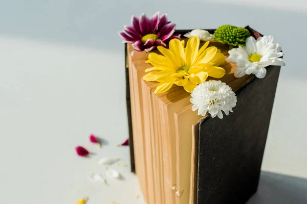 Close up of open vintage book with multicolored flowers — Stock Photo