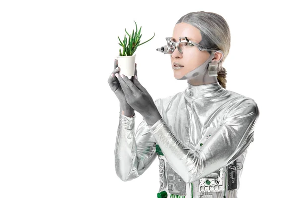 Silberroboter mit Augenprothese betrachtet Topfpflanze isoliert auf weißem, zukünftigem Technologiekonzept — Stockfoto