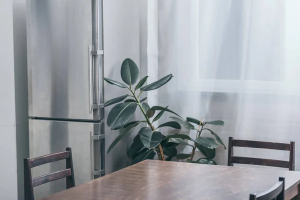 Mesa de madeira, geladeira cinza e planta verde na cozinha — Fotografia de Stock