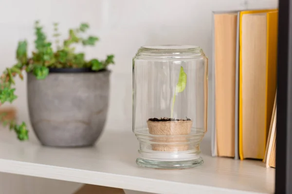 Green plants in pots and books on white shelf — Stock Photo