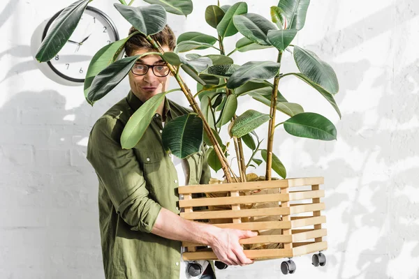 Homem bonito na camisa verde e óculos que prendem o potenciômetro com a planta perto da parede de tijolo no escritório — Fotografia de Stock