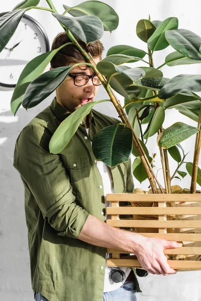 Hombre astuto en camisa verde y vasos sosteniendo la olla con la planta cerca de la pared de ladrillo en la oficina - foto de stock