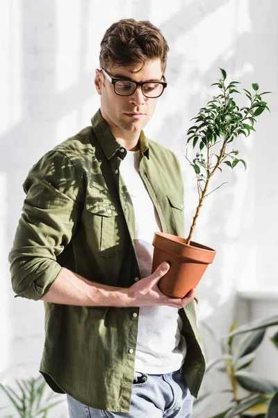 Hombre reflexivo en camisa verde de pie y sosteniendo la olla con la planta en la oficina - foto de stock