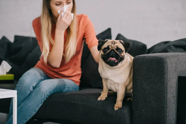 Selective focus of cute pug dog near blonde girl sneezing in tissue — Stock Photo