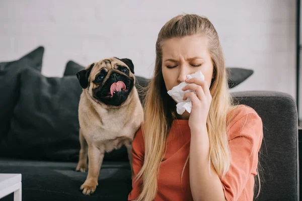 Ragazza bionda allergica al cane starnutisce nel tessuto vicino adorabile carlino — Foto stock