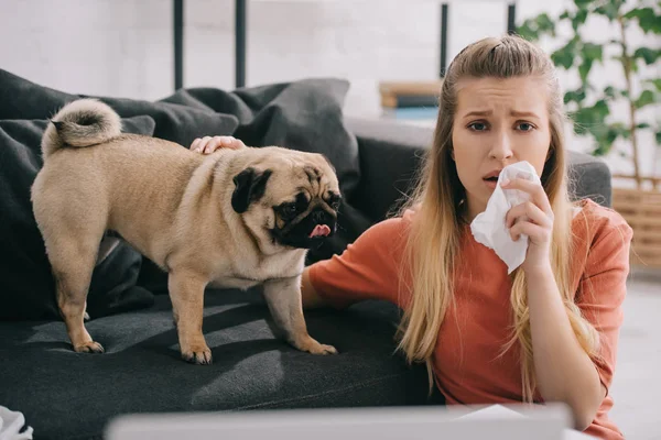 Adorabile carlino vicino bella ragazza bionda allergica al cane starnuti nel tessuto — Foto stock