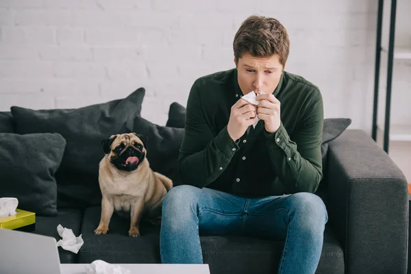 Homem bonito alérgico ao cão segurando tecido enquanto espirra perto de pug bonito em casa — Fotografia de Stock