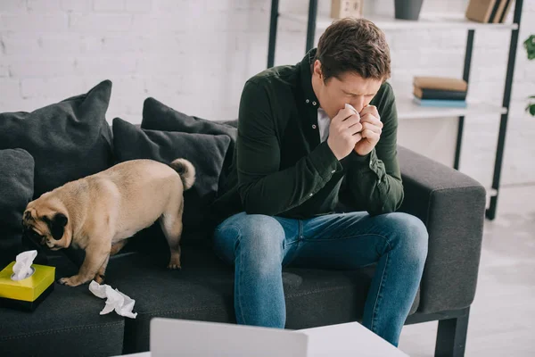 Bell'uomo allergico al cane che tiene il tessuto mentre starnutisce vicino al carlino carino a casa — Foto stock