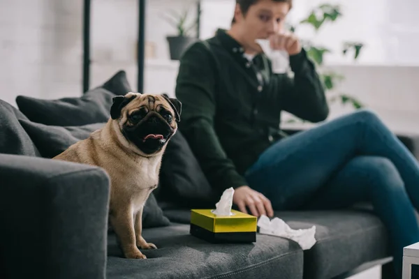 Вибірковий фокус милий мопс собаки біля коробки для тканин і чоловік чхає на дивані — стокове фото