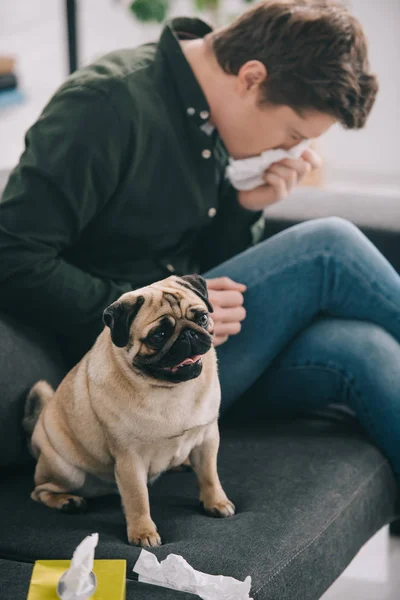 Selective focus of adorable pug near man allergic to dog sneezing on sofa — Stock Photo