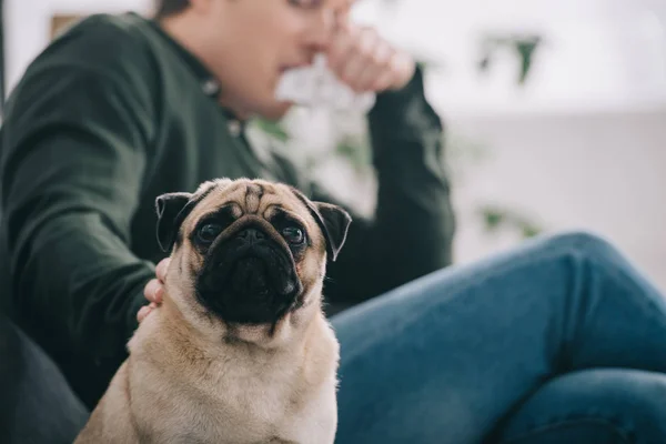 Selektiver Fokus des entzückenden Mops Hund in der Nähe des Menschen Niesen zu Hause — Stockfoto