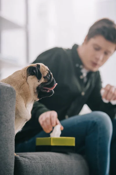 Selective focus of adorable pug dog near man taking tissue from tissue box — Stock Photo