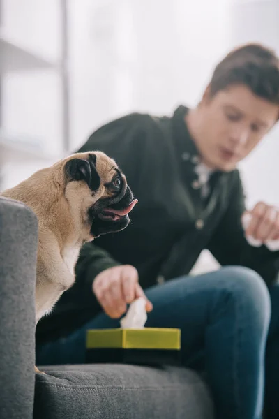 Messa a fuoco selettiva di adorabile cane carlino vicino all'uomo prendendo tessuto dalla scatola dei tessuti — Foto stock