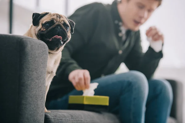 Selective focus of adorable pug dog near man taking tissue from tissue box — Stock Photo