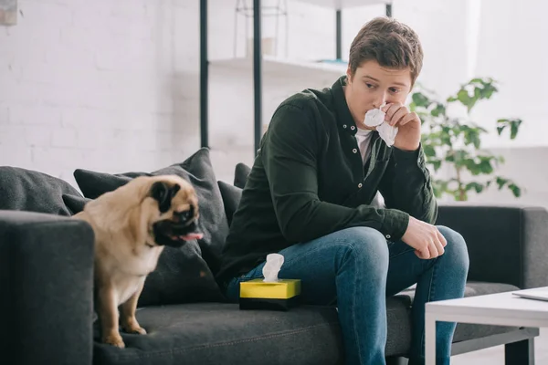 Homme allergique au chien tenant des tissus près du nez et assis sur le canapé avec carlin — Photo de stock