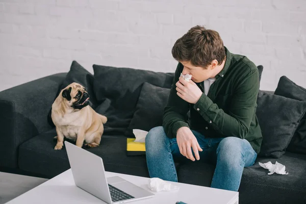 Mann reagiert allergisch auf Hund, der Gewebe in Nasennähe hält und Mops auf Sofa ansieht — Stockfoto