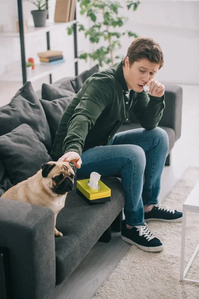 Man allergic to dog holding tissue near nose and touching pug on sofa — Stock Photo