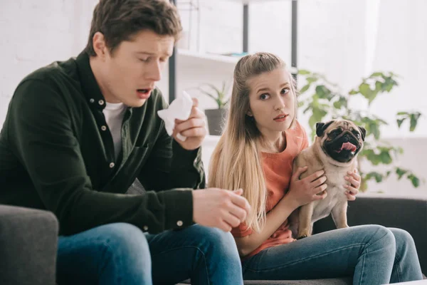 Selektiver Fokus der blonden Frau, die einen Mops in der Hand hält und Mann ansieht, der auf dem Sofa sitzt und allergisch auf Hundeniesen reagiert — Stockfoto