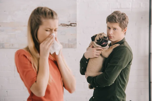 Selective focus of worried man holding in arms cute pug near woman allergic to dog sneezing in tissue — Stock Photo
