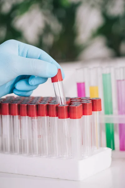 Cropped view of doctor in blue latex glove holding glass test tube — Stock Photo