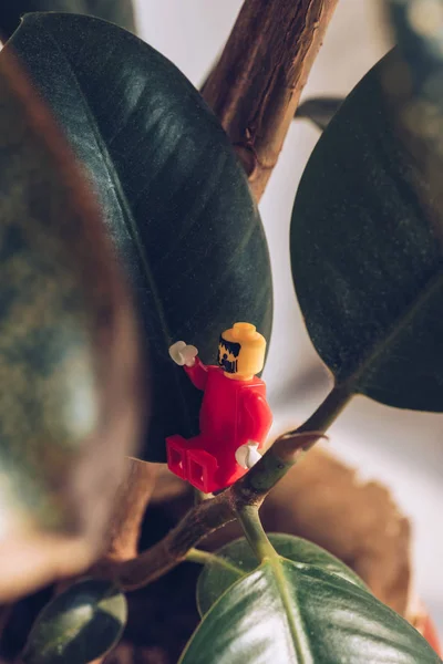 KYIV, UCRAINA - 15 MARZO 2019: focus selettivo della statuetta lego rossa con gesti di barba seduta sulla pianta di ficus — Foto stock