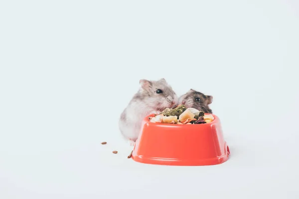 Dos lindos hámsters peludos cerca de un tazón con comida para mascotas sobre fondo gris - foto de stock