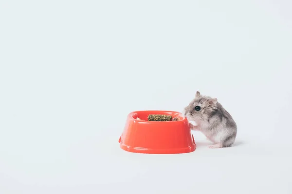 Ein lustiger flauschiger Hamster isst aus Plastikschüssel auf grauem Hintergrund — Stockfoto