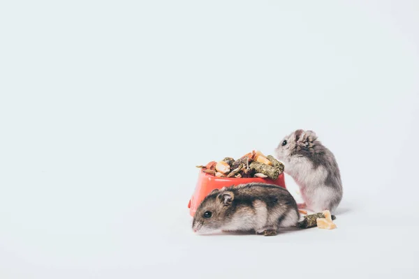 Deux hamsters poilus mignons près du bol avec de la nourriture pour animaux sur fond gris — Photo de stock