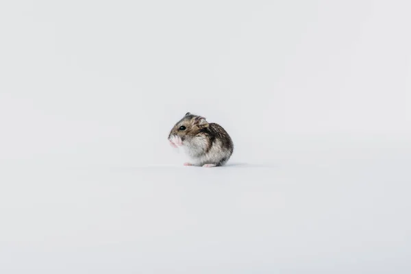 Adorable furry hamster washing on grey background with copy space — Stock Photo
