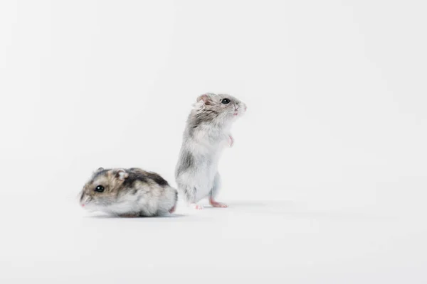 Zwei graue flauschige Hamster auf grauem Hintergrund mit Kopierraum — Stockfoto