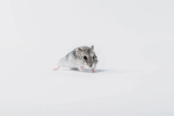 One cute, grey fluffy hamster on grey background with copy space — Stock Photo