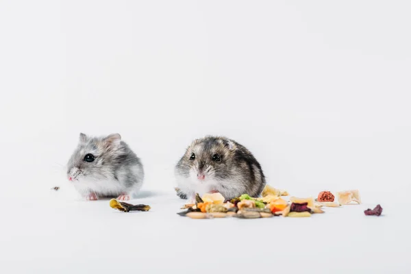 Hamsters poilus mignons près de nourriture sèche pour animaux de compagnie sur fond gris avec espace de copie — Photo de stock
