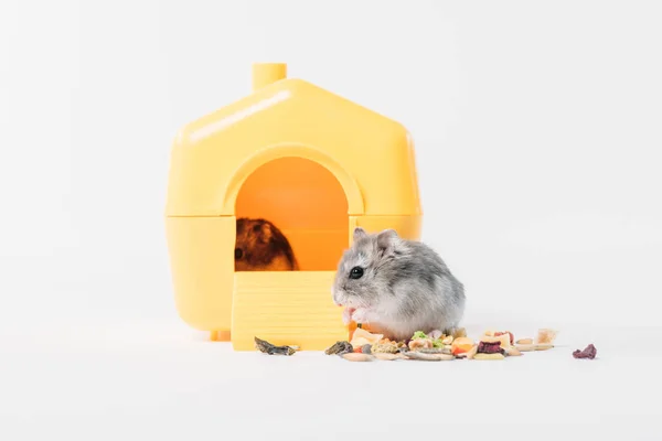Funny fluffy hamster near pet house with one hamster inside on grey — Stock Photo