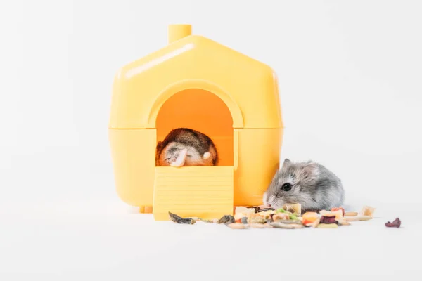 Hamster fofo engraçado perto de alimentos secos para animais de estimação e um hamster dentro de casa de estimação amarelo no cinza — Fotografia de Stock