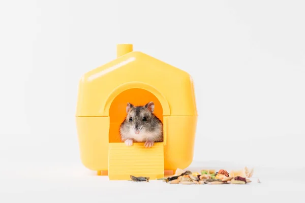 Niedliche, lustige Hamster in gelbem Plastikhaustier auf grau — Stockfoto