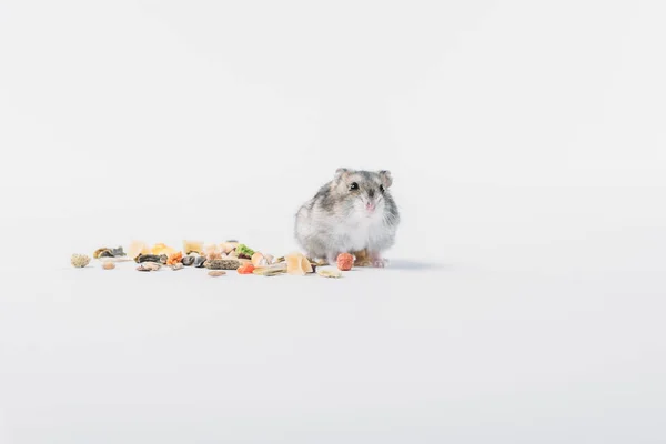 Adorable fluffy hamster near dry pet food on grey background with copy space — Stock Photo