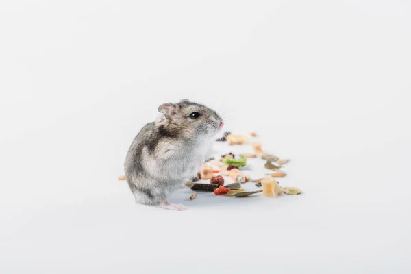 Hamster poilu mignon près de nourriture sèche pour animaux de compagnie sur fond gris avec espace de copie — Photo de stock